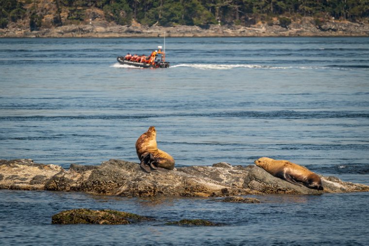 167  San Juan Islands, zeeleeuw.jpg